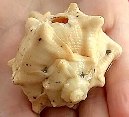 Murex seashell found in the sifting